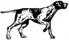 +animal+canine+canid+pointer+drawing+ clipart
