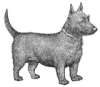 +animal+canine+canid+terrier+(scottish)+ clipart