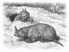 +animal+extinct+Horned+Gophers+Nebraska+ clipart
