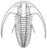 +animal+extinct+aquatic+Cambrian+trilobite+Fallotaspis+longa+ clipart