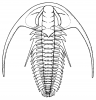 +animal+extinct+aquatic+Cambrian+trilobite+Fallotaspis+longa+ clipart