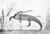 +animal+extinct+aquatic+Phytosaur+ clipart
