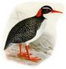 +animal+extinct+bird+Tahitian+Red+billed+Rail+ clipart