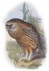 +animal+extinct+bird+Whekau+extinct+laughing+owl+Sceloglaux+albifacies+ clipart