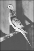 +animal+extinct+female+Passenger+Pigeon+in+captivity+1898+ clipart