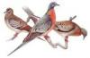 +animal+extinct+passenger+pigeon+w+juvenile+male+and+female+ clipart