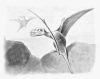 +extinct+dinosaur+jurassic+Dimorphodon+Pterodactyles+ clipart
