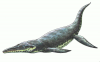 +extinct+dinosaur+jurassic+Kronosaurus+queenslandicus+ clipart