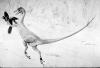 +extinct+dinosaur+jurassic+Ornitholestes+ clipart