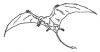 +extinct+dinosaur+jurassic+Pteradactyl+outline+ clipart