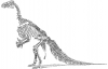 +extinct+dinosaur+jurassic+ignanodon+skeleton+ clipart