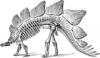+extinct+dinosaur+jurassic+stegosaurus+skeleton+ clipart