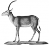 +extinct+mammal+animal+Blue+buck+Hippotragus+leucophaeus+ clipart