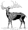 +extinct+mammal+animal+Irish+elk+skeleton+ clipart