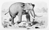 +extinct+mammal+animal+Mastadon+drawing+ clipart