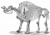 +extinct+mammal+animal+Megacerops+skeleton+ clipart