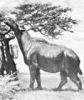 +extinct+mammal+animal+Paraceratherium+ clipart