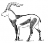 +extinct+mammal+animal+Pyrenean+Ibex+ clipart