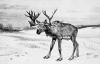 +extinct+mammal+animal+Stag+Moose+illustration+ clipart