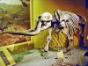 +extinct+mammal+animal+Stegomastodon+mirificus+Smithsonian+ clipart