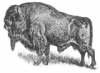 +extinct+mammal+animal+aurochs+drawing+ clipart