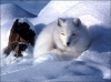 +animal+Arctic+Fox+ clipart