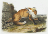 +animal+Canidae+omnivorous+American+Red+fox+ clipart