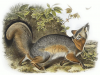 +animal+Canidae+omnivorous+Gray+fox+Canis+Vulpes+Virginianus+ clipart