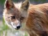 +animal+Canidae+omnivorous+Red+fox+closeup+ clipart