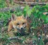 +animal+Canidae+omnivorous+Red+fox+kit+ clipart