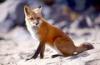 +animal+Canidae+omnivorous+Red+fox+sitting+ clipart