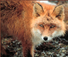 +animal+Canidae+omnivorous+red+fox+2+ clipart