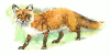 +animal+Canidae+omnivorous+red+fox+3+ clipart