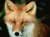 +animal+Canidae+omnivorous+red+fox+ clipart