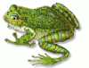 +animal+amphibians+carnivorous+anura+Florida+tree+frog+ clipart
