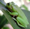 +animal+amphibians+carnivorous+anura+Frog+on+leaf+with+eardrum+ clipart