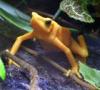 +animal+amphibians+carnivorous+anura+Panamanian+golden+frog+ clipart
