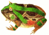 +animal+amphibians+carnivorous+anura+horned+frog+female+ clipart