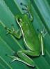 +animal+amphibians+carnivorous+anura+leaf+frog+ clipart