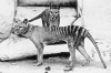 +extinct+mammal+animal+Thylacine+1906+ clipart