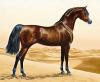 +animal+ungulate+mammal+Equidae+Arabian+horse+horse+ clipart