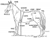 +animal+ungulate+mammal+Equidae+horse+parts+diagram+ clipart