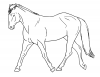 +animal+ungulate+mammal+Equidae+horse+trot+sketch+ clipart