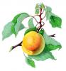 +fruit+food+produce+apricot+on+tree+ clipart