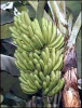 +fruit+food+produce+banana+3+ clipart