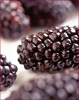 +fruit+food+produce+black+butte+blackberry+ clipart