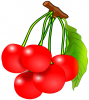 +fruit+food+produce+cherries+on+branch+ clipart