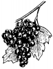 +fruit+food+produce+grapes+BW+ clipart