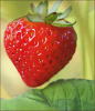 +fruit+food+produce+strawberry+08+ clipart