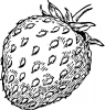 +fruit+food+produce+strawberry+4+BW+ clipart